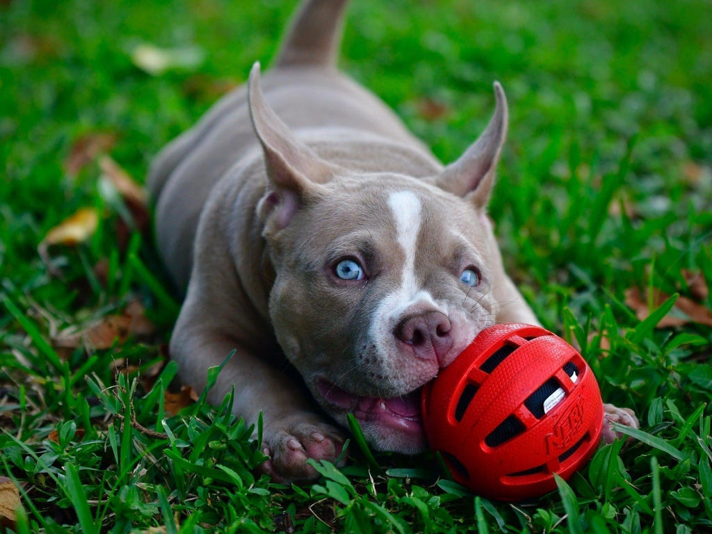 Unveiling the Reign of Venomline: The #1 American Bully Bloodline-Venomline | Texas Size Bullies | Top Pocket Bully Kennel