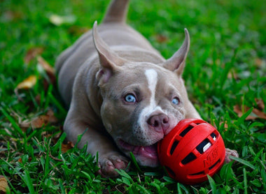 Unveiling the Reign of Venomline: The #1 American Bully Bloodline