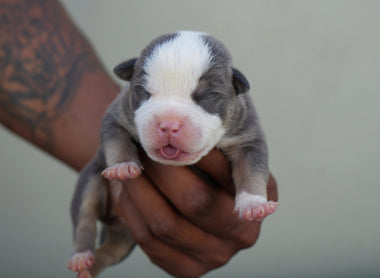 Adorable Pocket Bully Puppies for Sale: Top Bloodline & Exceptional Quality