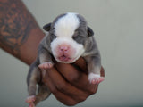 Adorable Pocket Bully Puppies for Sale: Top Bloodline & Exceptional Quality