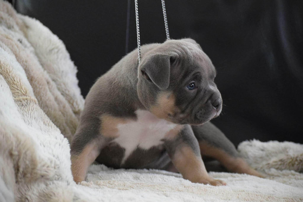 Best Upcoming Pocket Bully Breedings-Venomline | Texas Size Bullies | Top Pocket Bully Kennel