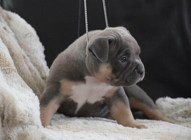 Best Upcoming Pocket Bully Breedings