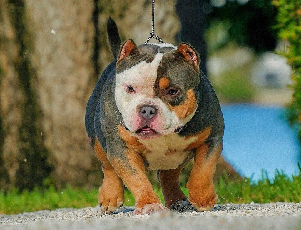 Feeding Calculator for Bullies: Estimate Daily Kcal by Age, Size & Activity (2025 Guide) - Venomline Pocket Bully Breeders