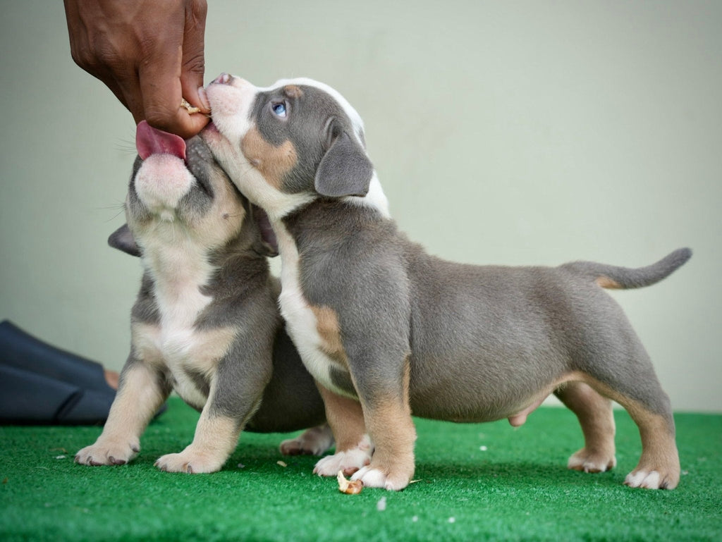 Genetic Variant Risks in American Bullies: What Every Breeder Must Know (2025 Deep Dive)-Venomline | Top Pocket American Bully Breeder