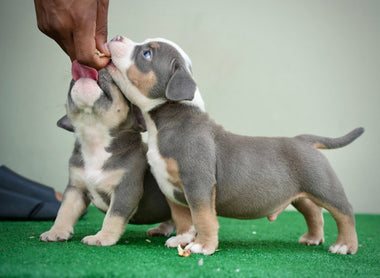 Genetic Variant Risks in American Bullies: What Every Breeder Must Know (2025 Deep Dive)