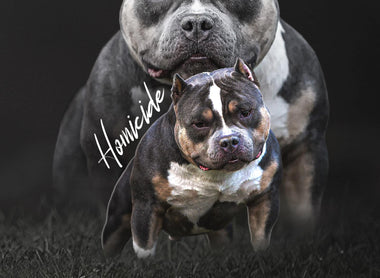 Guide to International American Bully Stud Service & Semen Shipping 2025