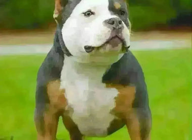 History of the Tri Color Pit Bull & American Bully: Genetics, Variations & Prices (2025)