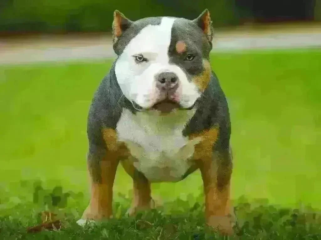 How Much Does an American Bully Puppy Cost? Complete Price Guide 2025-Venomline | Top Pocket American Bully Breeder