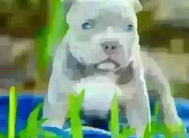 How to Choose the Perfect Pocket Bully Puppy in 2025