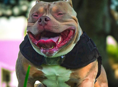 How to Vet American Bully Stud Service (2025 Guide)