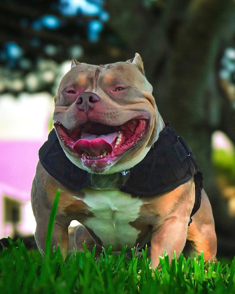 How to Vet American Bully Stud Service (2025 Guide)-Venomline | Top Pocket American Bully Breeder