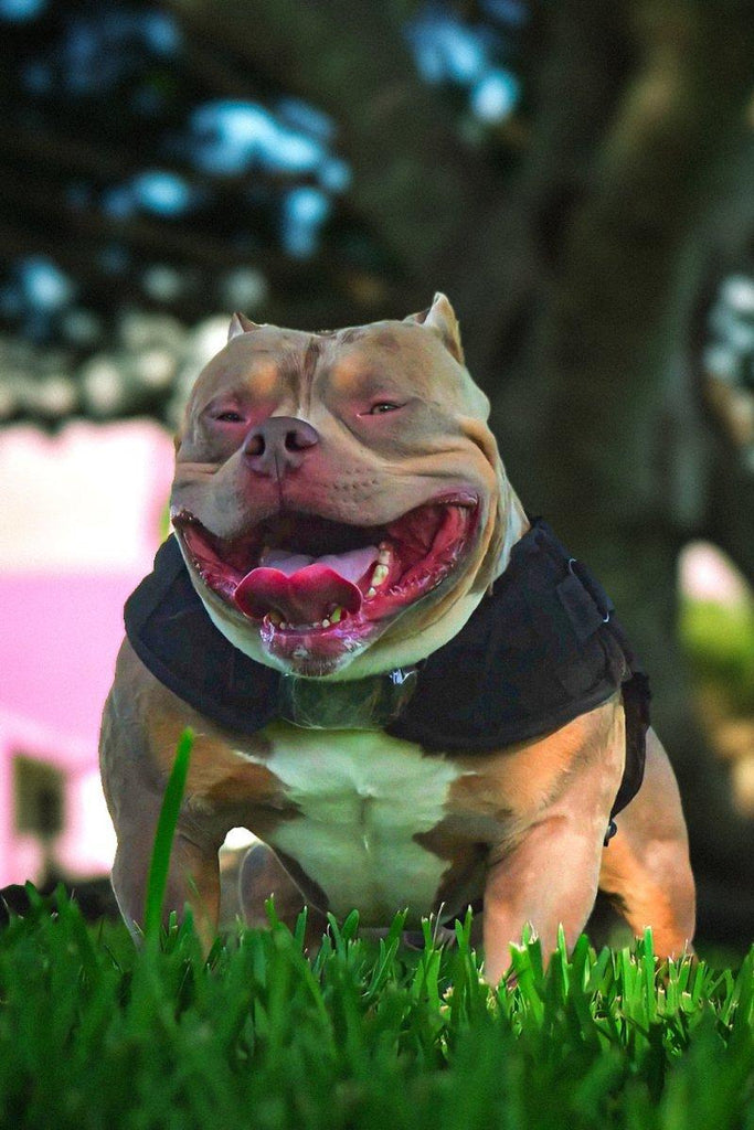 How to Vet American Bully Stud Service Like a Pro (2025 Guide)-Venomline | Top Pocket American Bully Breeder