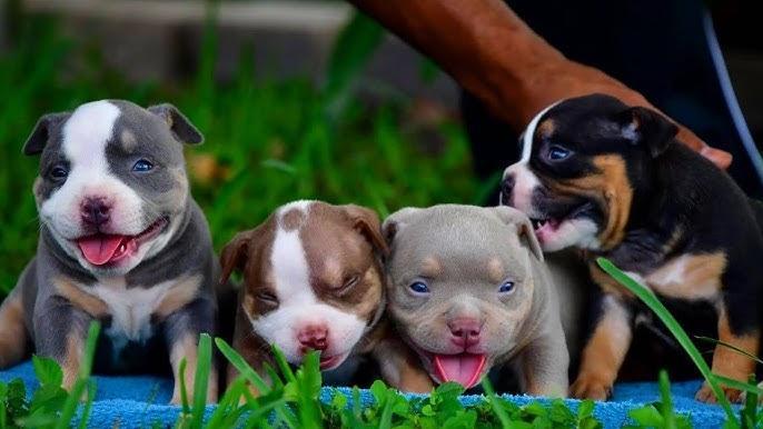 Venomline Pocket Bully puppies — raised on goat’s milk for strong digestion, healthy growth, and improved immunity in American Bully breed.