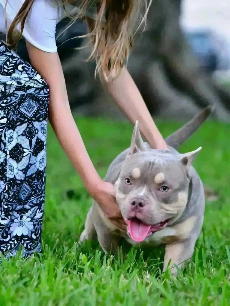 Is the Pocket Bully Banned? Debunking Myths & Explaining the Law (2025)-Venomline | Top Pocket American Bully Breeder