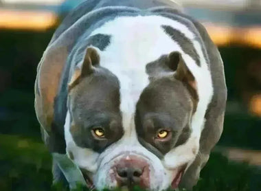 King Koopa: #1 Pocket Bully Stud of 2025 — 2X Venom Power, Extreme Structure & Proven Production