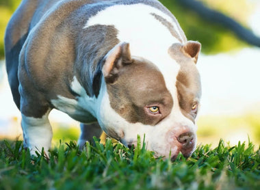 King Koopa: #1 Pocket Bully Stud of 2025 (2X Venom) | Venomline