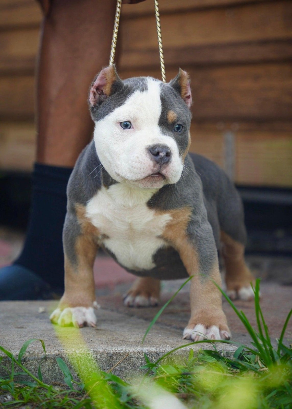 American Bully Puppy Socialization Timeline: 3–16 Weeks, Safe Exposure Checklist