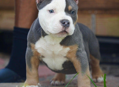 American Bully Puppy Socialization Timeline: 3–16 Weeks, Safe Exposure Checklist
