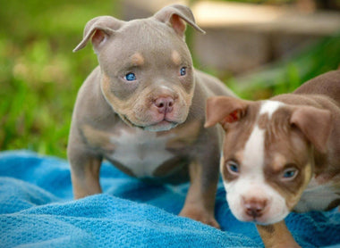 How Much Does an American Bully Puppy Cost? 2025 Price Guide