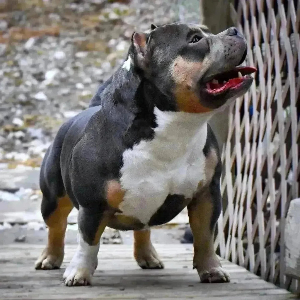 Linebreeding, Inbreeding & Outcrossing in American Bully Breeding (2025 Guide)-Venomline | Top Pocket American Bully Breeder