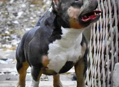 Linebreeding, Inbreeding & Outcrossing in American Bully Breeding (2025 Guide)