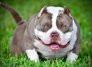 Linebreeding, Inbreeding & Outcrossing in American Bully Breeding (2026)