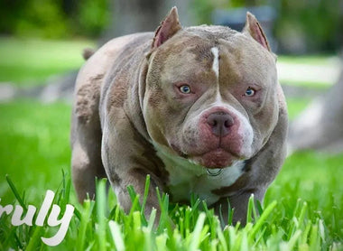 Louis V Line’s Venom “Chunk”: The American Bully Legend Behind Modern Bloodlines