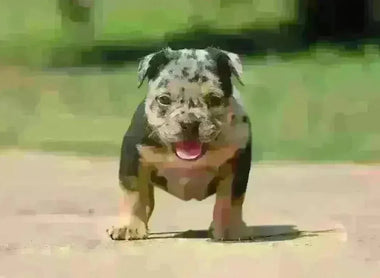 🧬 Merle American Bullies: Genetics, Health Risks & Ethical Breeding in 2025