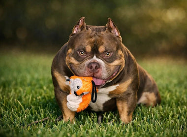 Micro vs Pocket vs Standard American Bully: Size Guide 2025