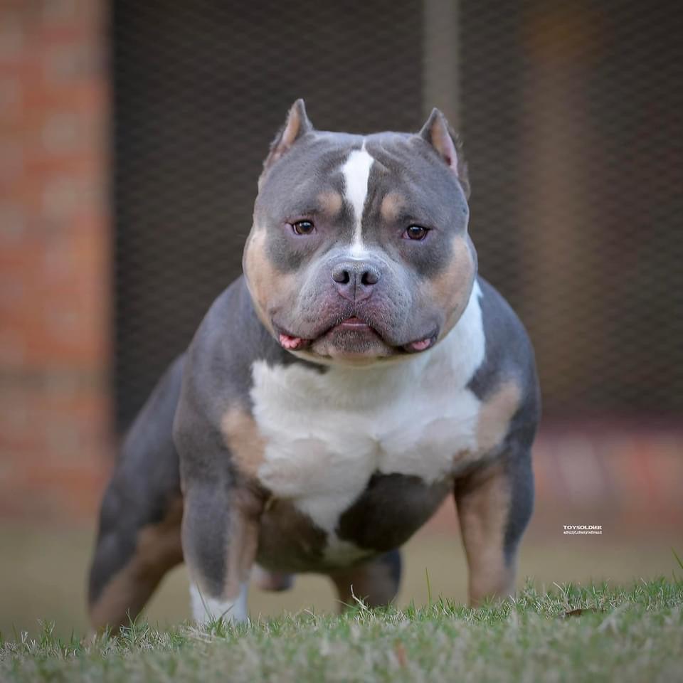 10 Common Misconceptions About the Pocket Bully: Debunking the Myths-Venomline | Texas Size Bullies | Top Pocket Bully Kennel