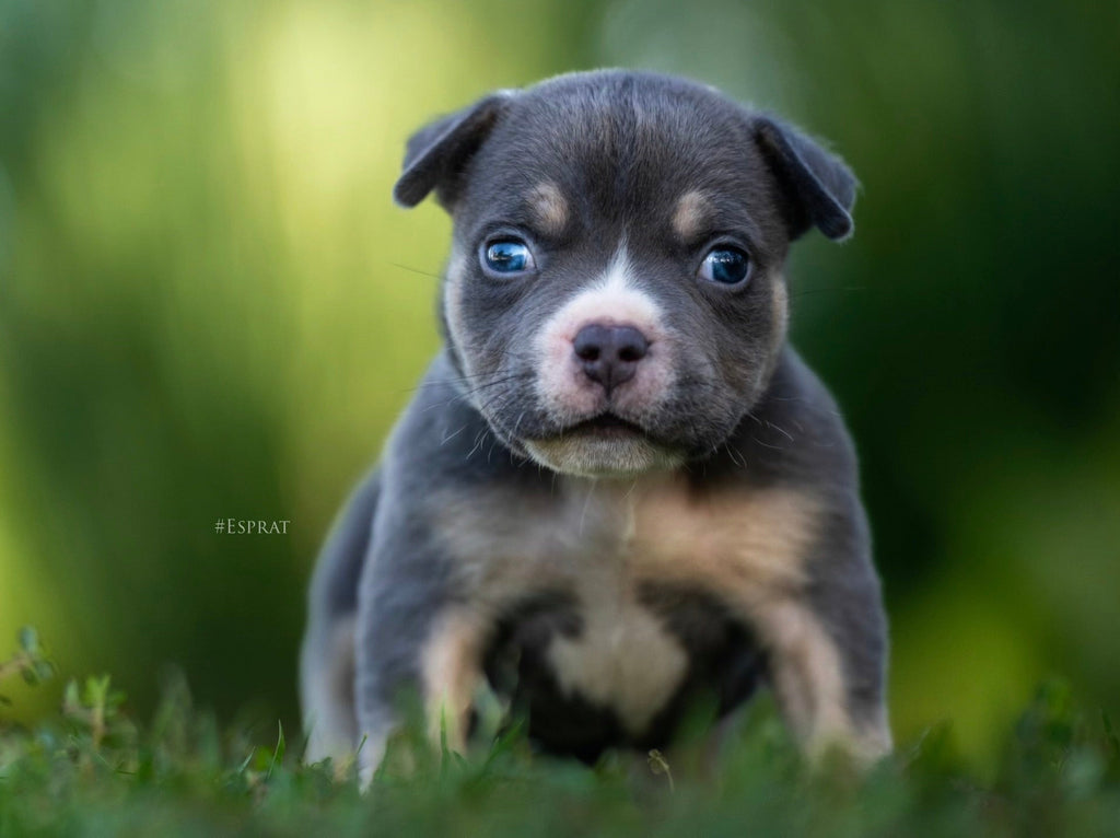 A Legacy of Excellence in Breeding — Venomline Pocket Bullies-Venomline | Top Pocket American Bully Breeder