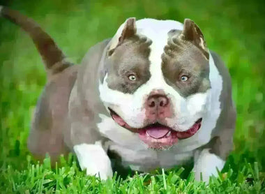 A Legacy of Excellence in Breeding — Venomline Pocket Bullies