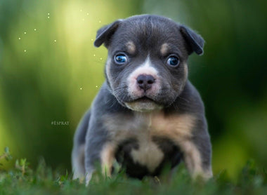 A Legacy of Excellence in Breeding — Venomline Pocket Bullies