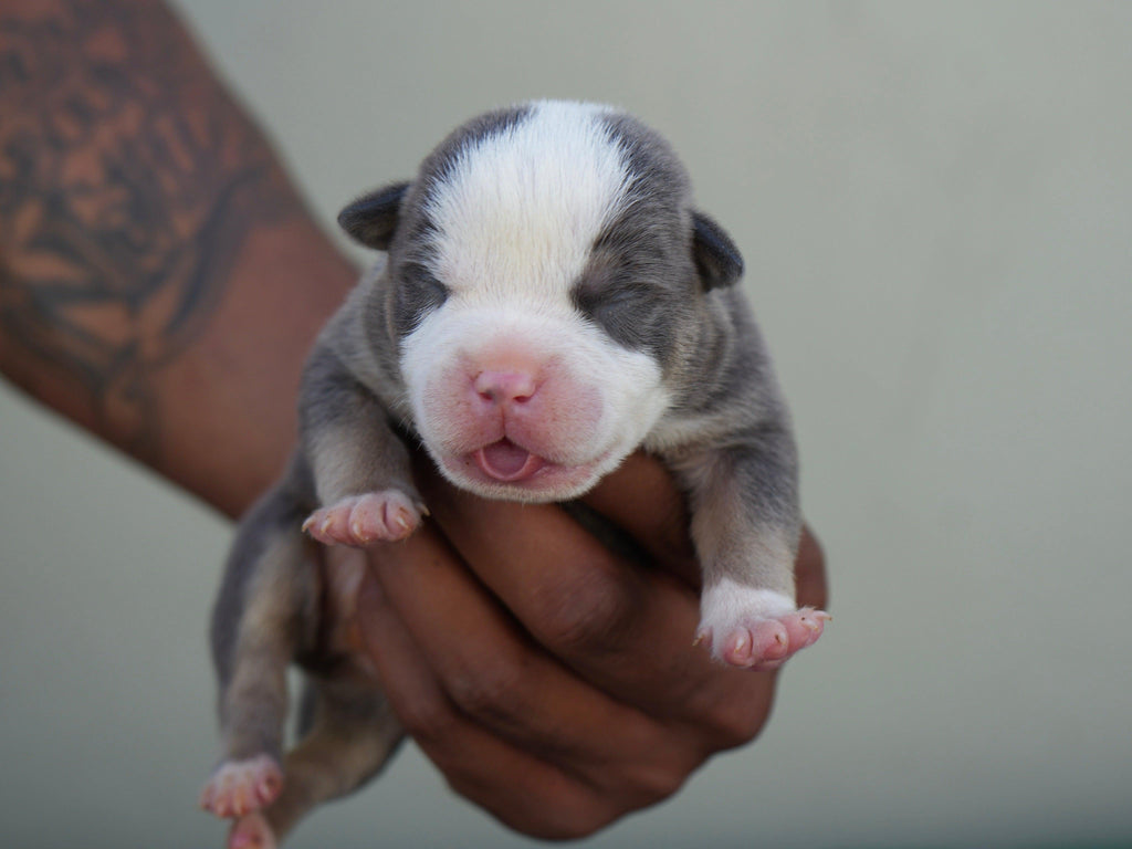 Adorable Pocket Bully Puppies for Sale: Top Bloodline & Exceptional Quality-Venomline | Top Pocket American Bully Breeder