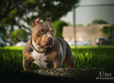 Amazing Chocolate & Lilac Pocket Bully Puppies From The #1 Bloodline — Venomline