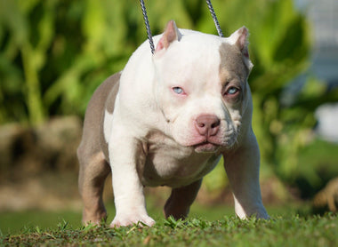 📌 AMERICAN BULLY BREEDER CHECKLIST & QUESTIONNAIRE 2024