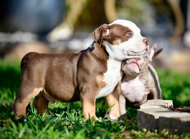 American Bully Breeding 101 Part I: Deciding on a Class