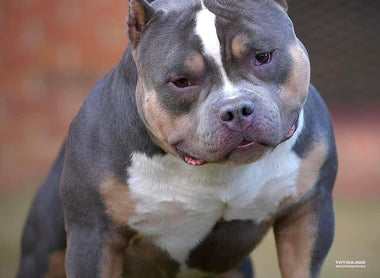 American Bully Price Guide: Choosing Quality Over Cost