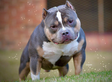 American Bully Stud Service, Choosing a Stud, AI’s, Breeding Tips, Best Breeding Days  - Produce Incredible Pocket Bully Puppies