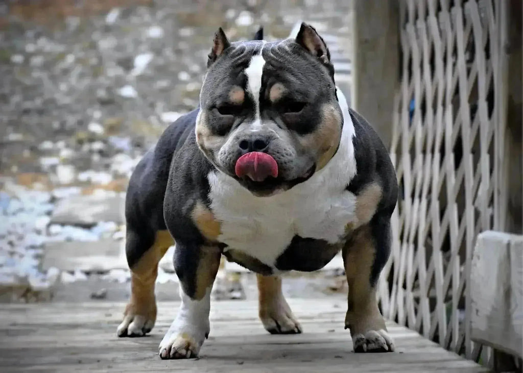 Best American Bully Studs for Breeding in 2025 – Top Producers & Champion Bloodlines-Venomline | Texas Size Bullies | Top Pocket Bully Kennel