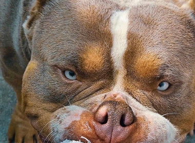 Everything You Need to Know About American Bully Stud Service