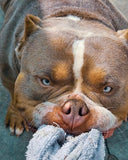 Everything You Need to Know About American Bully Stud Service