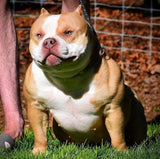 Foundation Females in American Bully Breeding: Why They Matter (2025 Guide)
