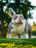 Goat’s Milk for Dogs: Unlock the Top Health Benefits of This Nutrient-Packed Superfood