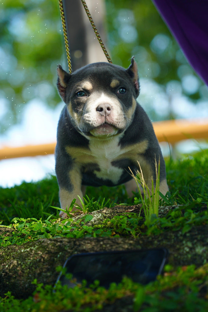 How Much Does an American Bully Puppy Cost? Complete Price Guide 2025-Venomline | Texas Size Bullies | Top Pocket Bully Kennel