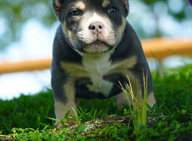 How Much Does an American Bully Puppy Cost? Complete Price Guide 2025