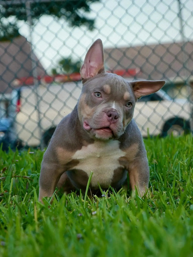 How to Buy a Pocket Bully Puppy in Florida (2025 Guide): Prices, Reservation, Shipping & Local Options in West Palm Beach-Venomline | Texas Size Bullies | Top Pocket Bully Kennel