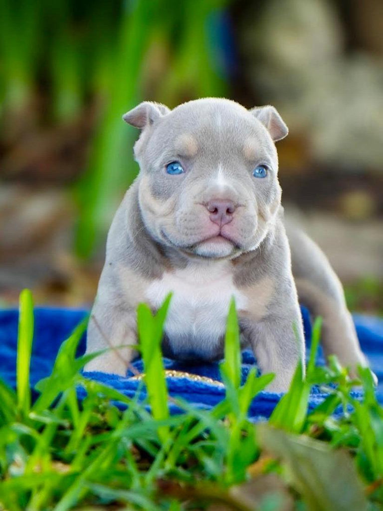 How to Choose the Perfect Pocket Bully Puppy in 2025-Venomline | Texas Size Bullies | Top Pocket Bully Kennel