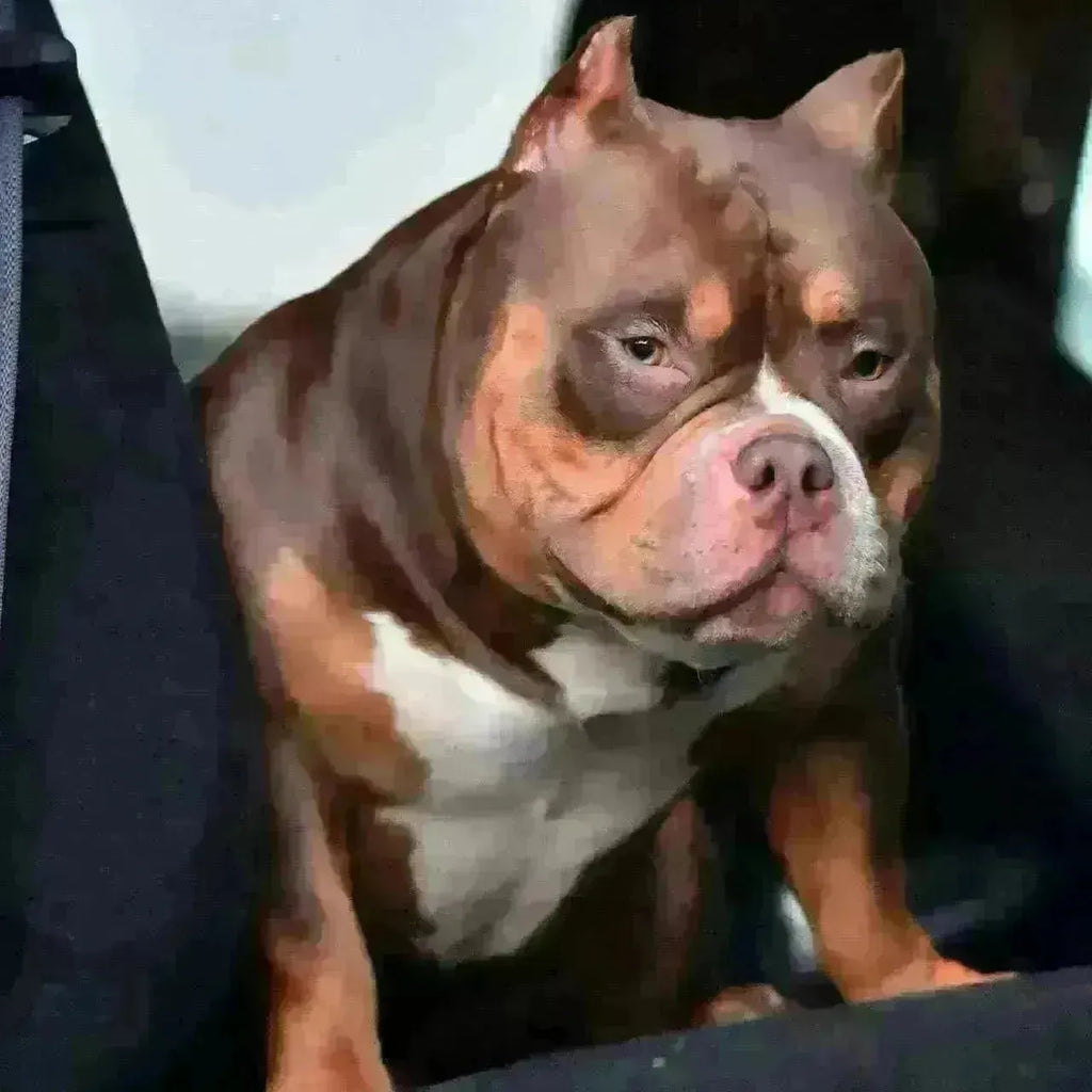 How to Choose the Right Pocket Bully Stud in 2025: Bloodline, Pedigree & Production Secrets-Venomline | Texas Size Bullies | Top Pocket Bully Kennel