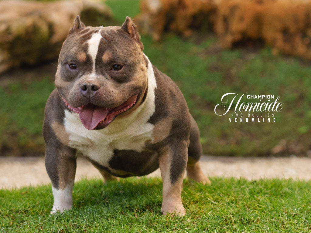 Linebreeding, Inbreeding & Outcrossing in American Bully Breeding (2025 Guide)-Venomline | Top Pocket American Bully Breeder